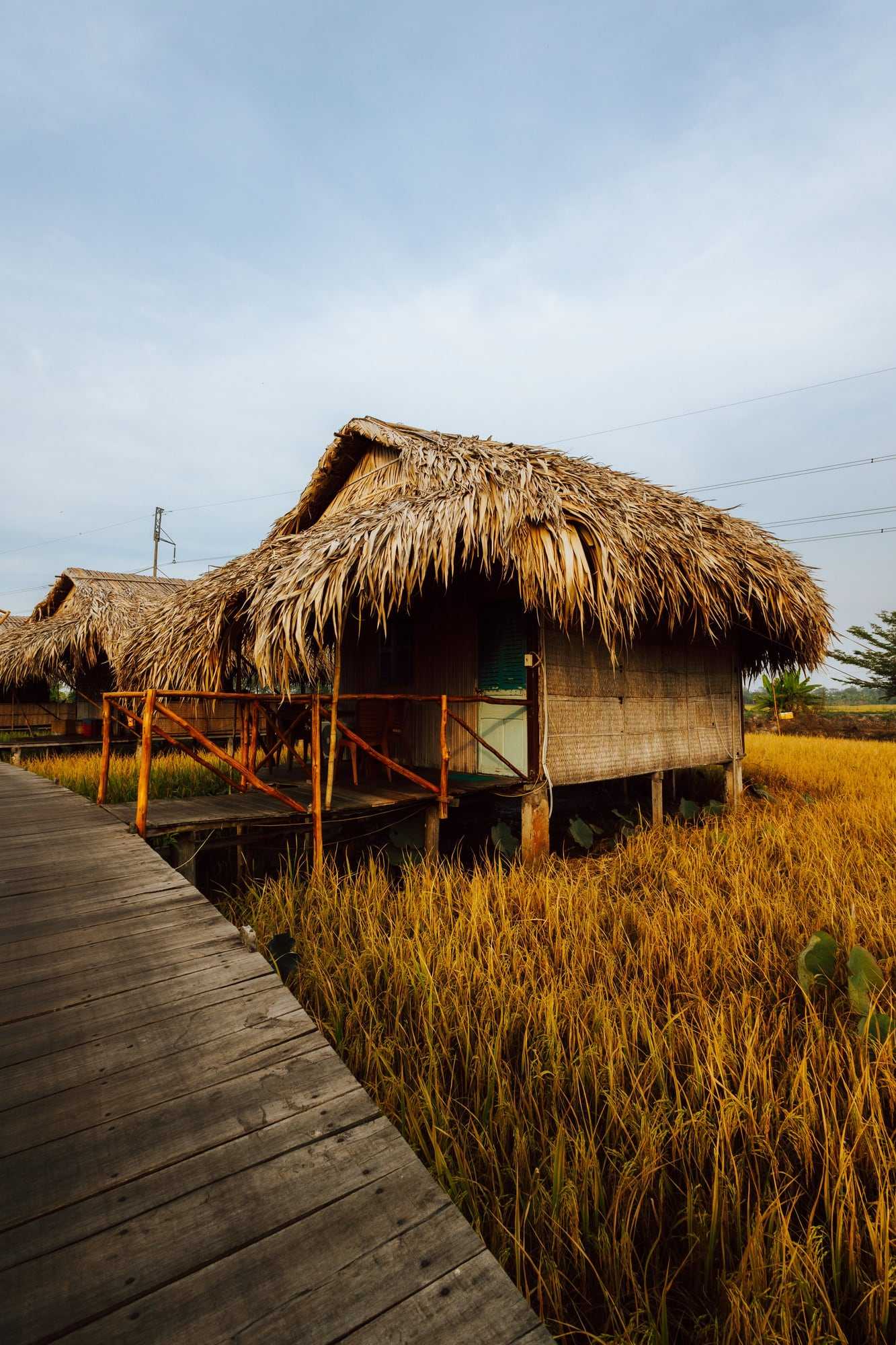 A thatched hut on stilts beside a ripening rice field